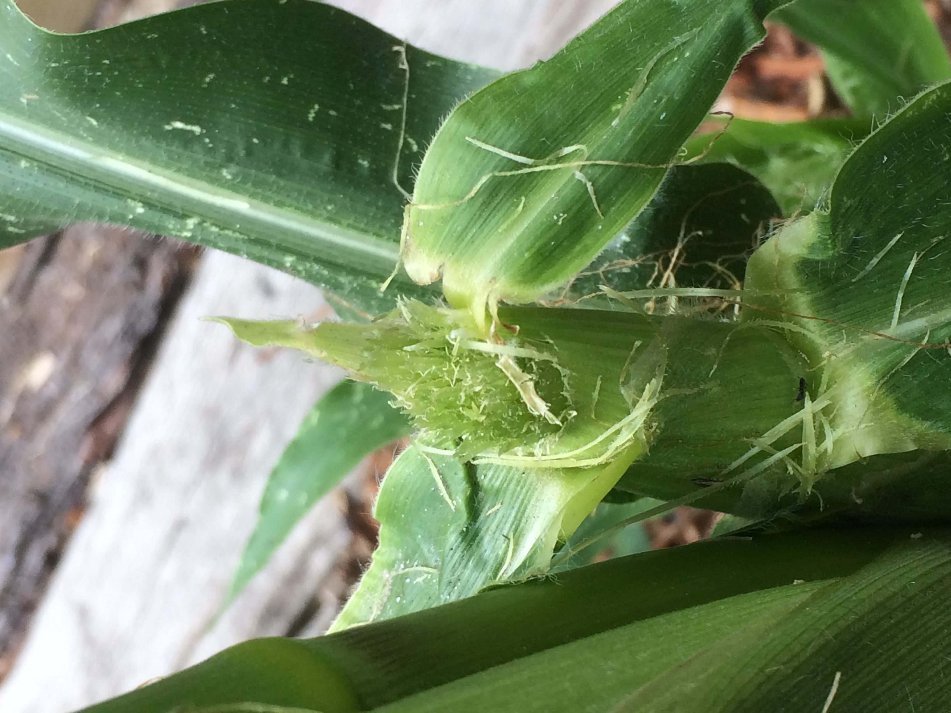 Maize (corn) Missing corn silk