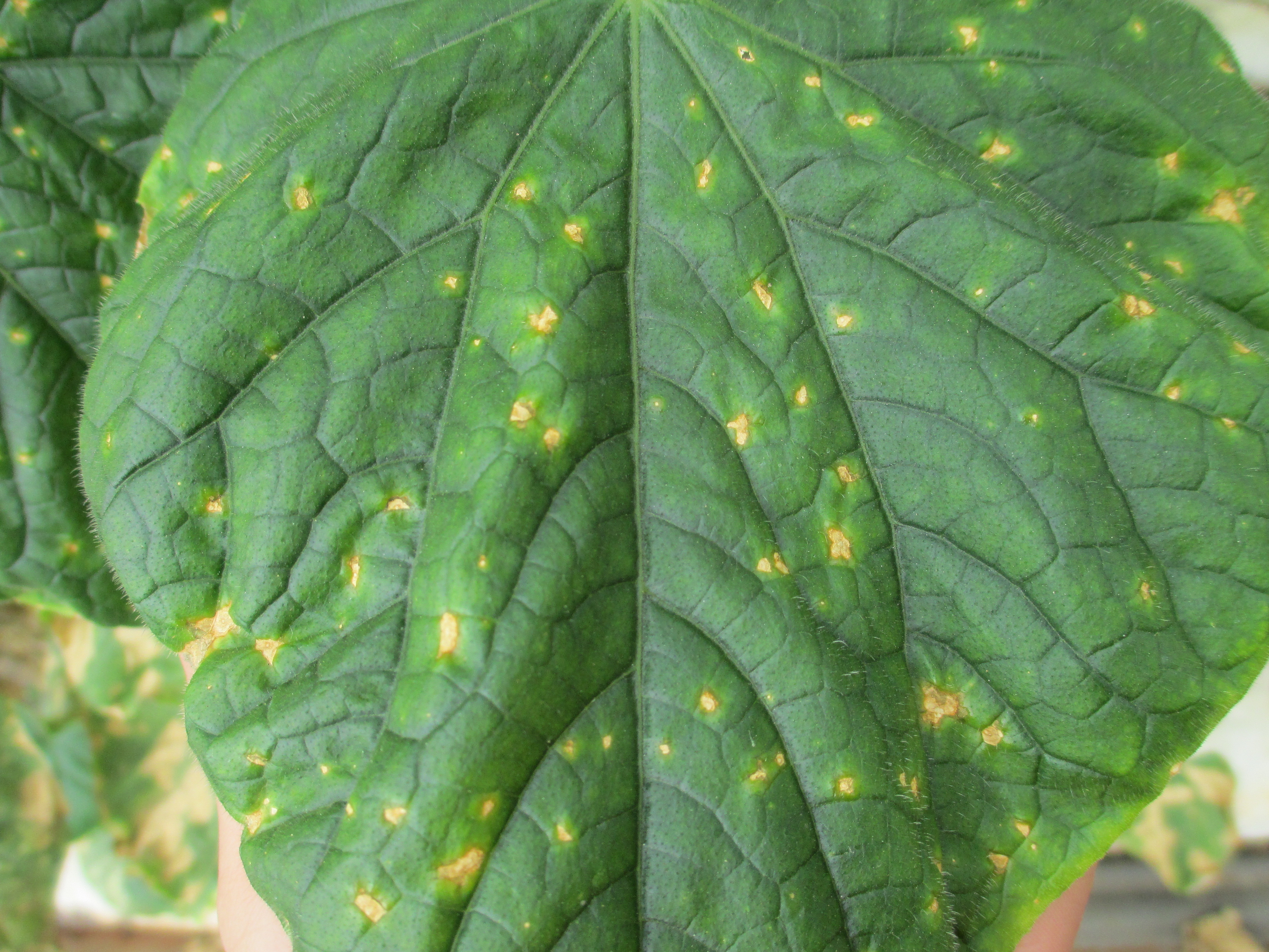 Cucumber | Baby cucumber diseases