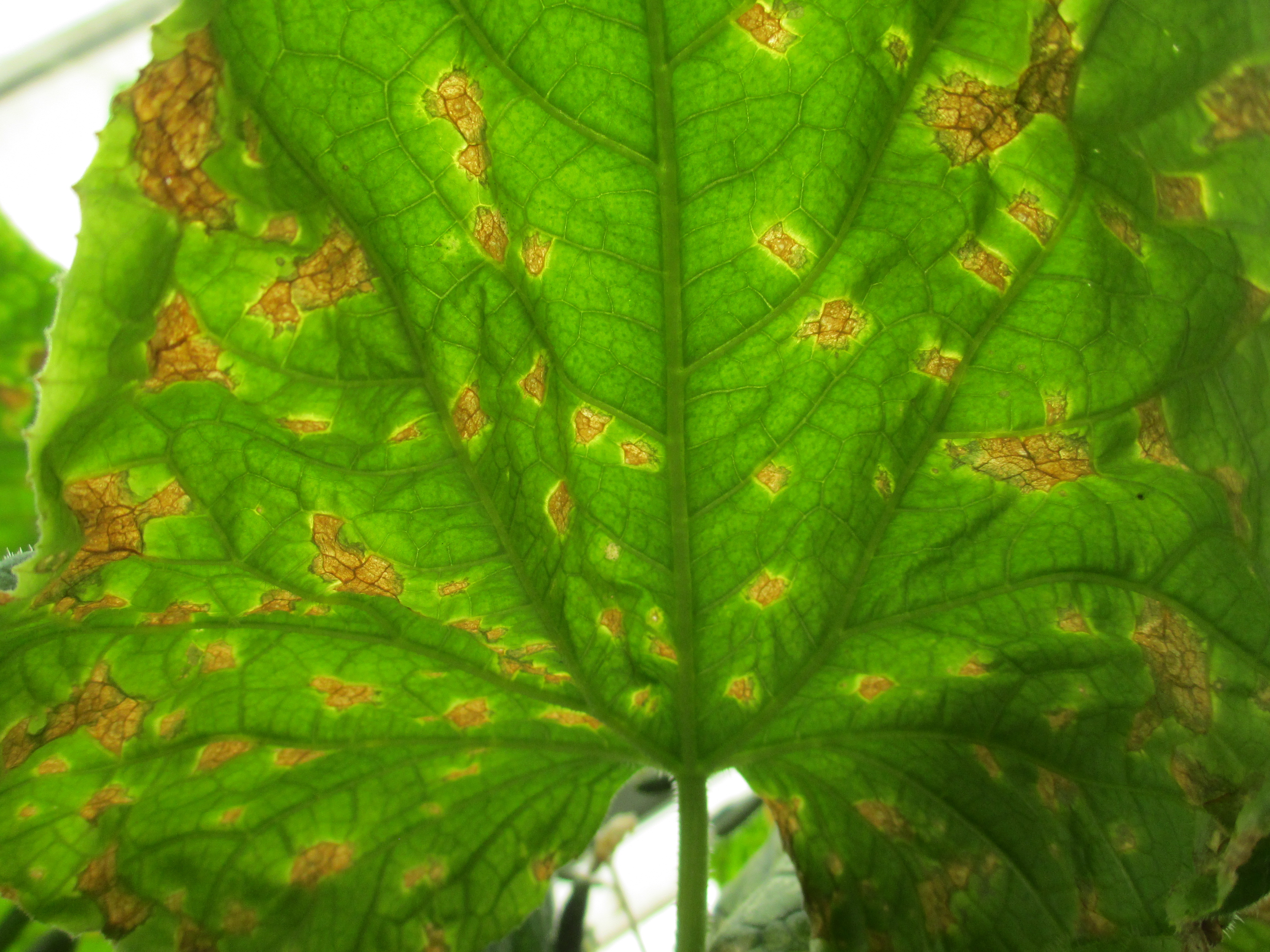 Cucumber | Baby cucumber diseases