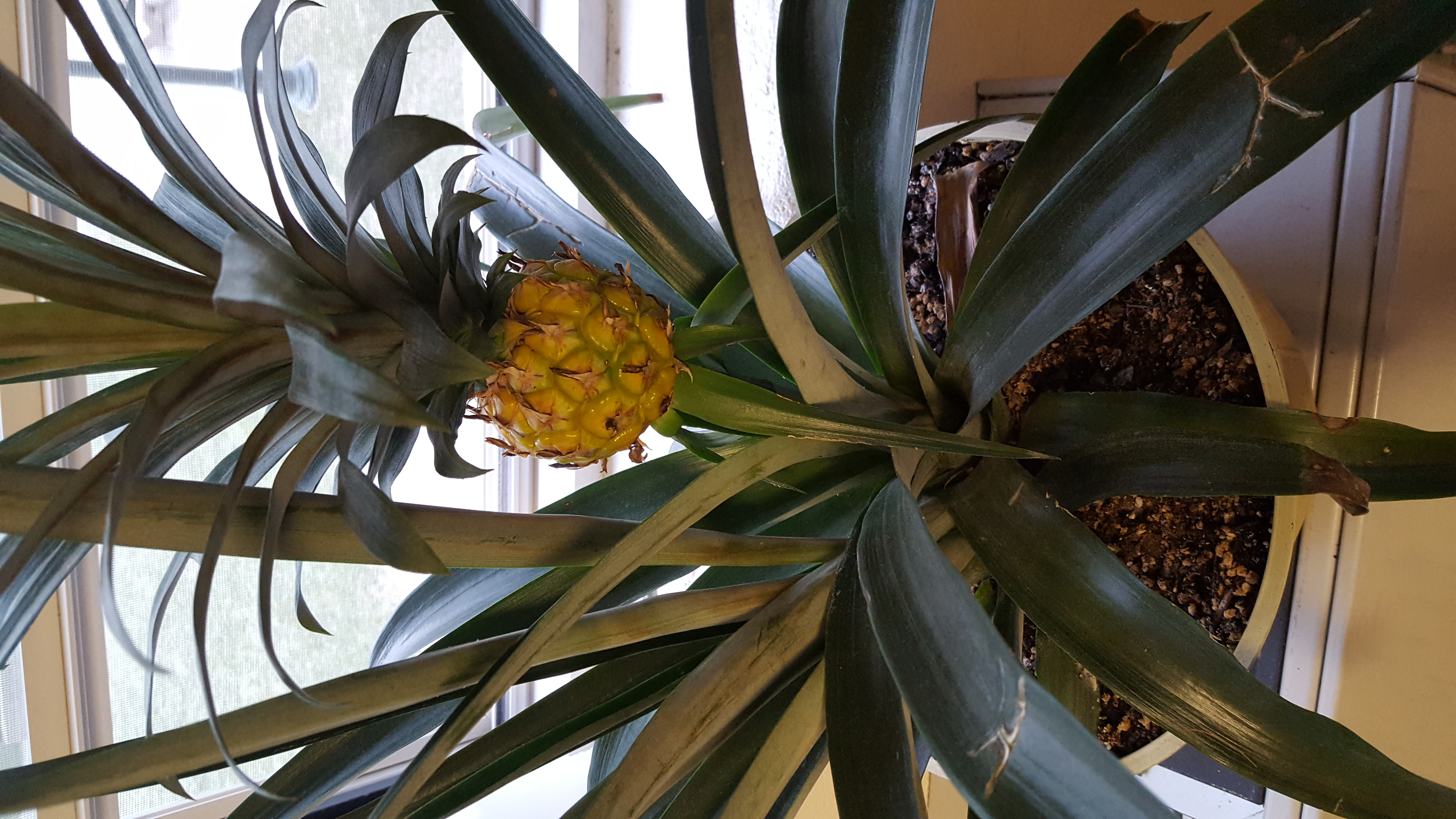 Pineapple | Does my pineapple plant have a disease or am I over/under  watering it? Help!
