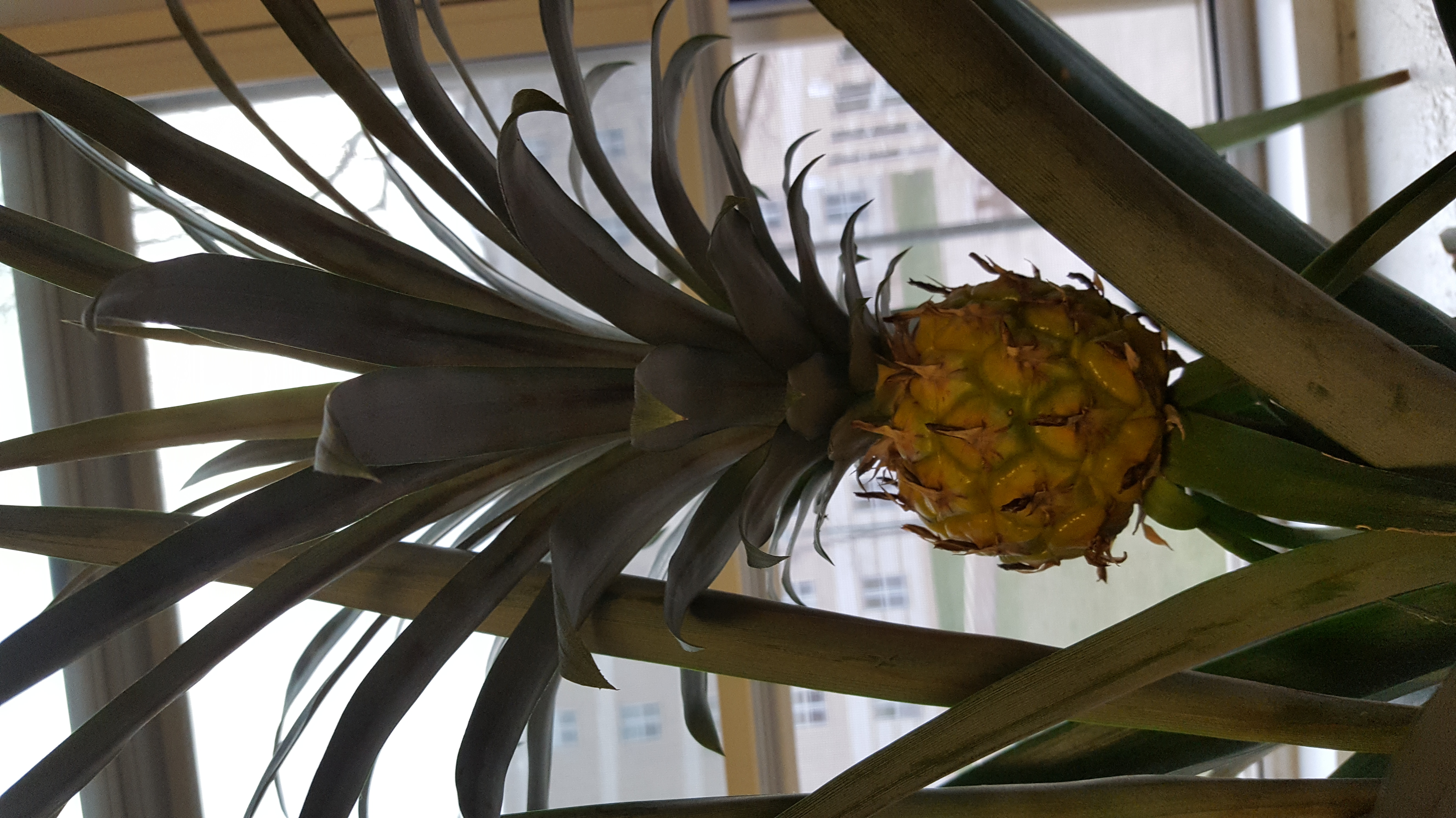 Pineapple | Does my pineapple plant have a disease or am I over/under  watering it? Help!