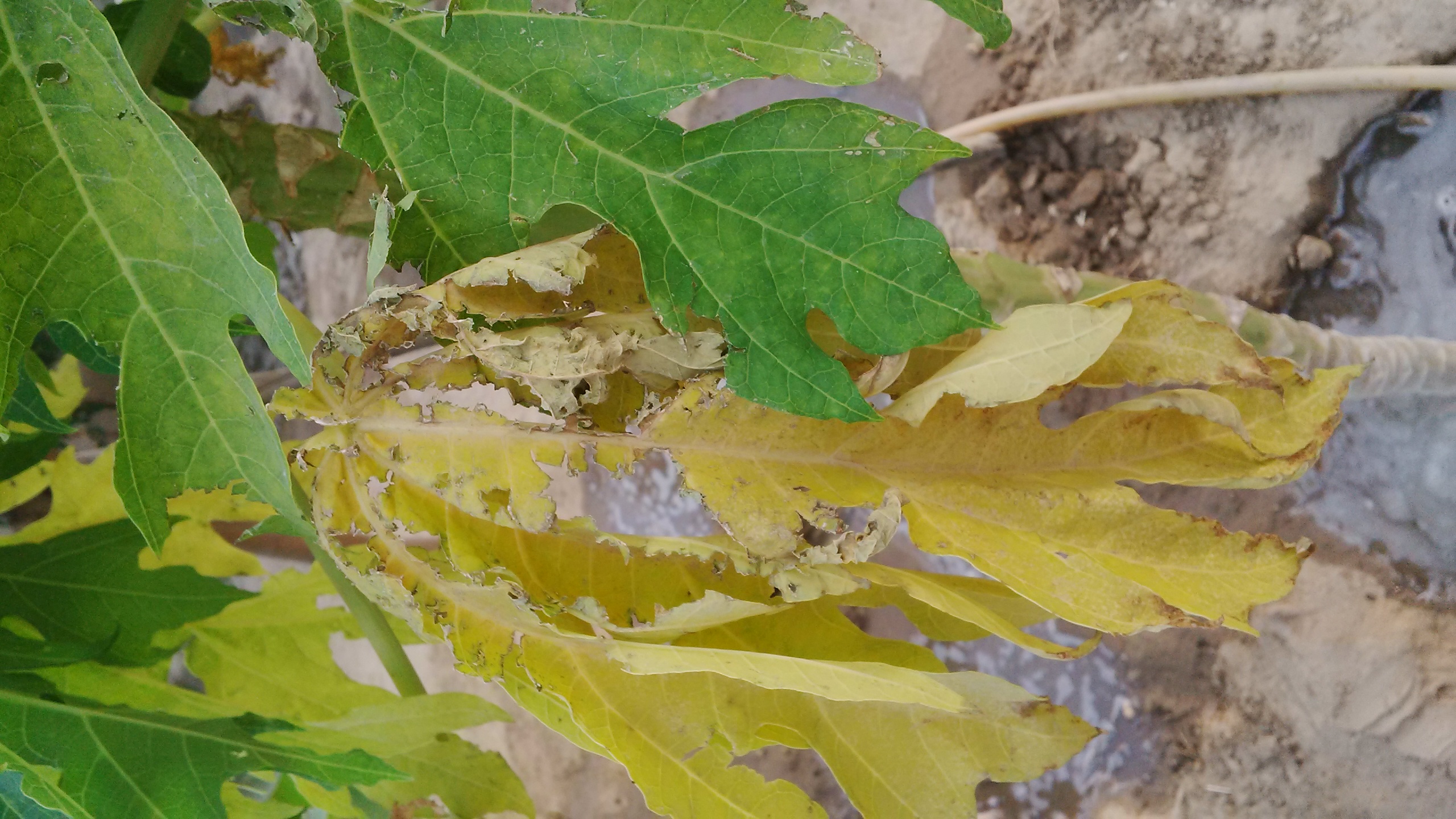 Papaya (pawpaw) papaya leaf deficiency