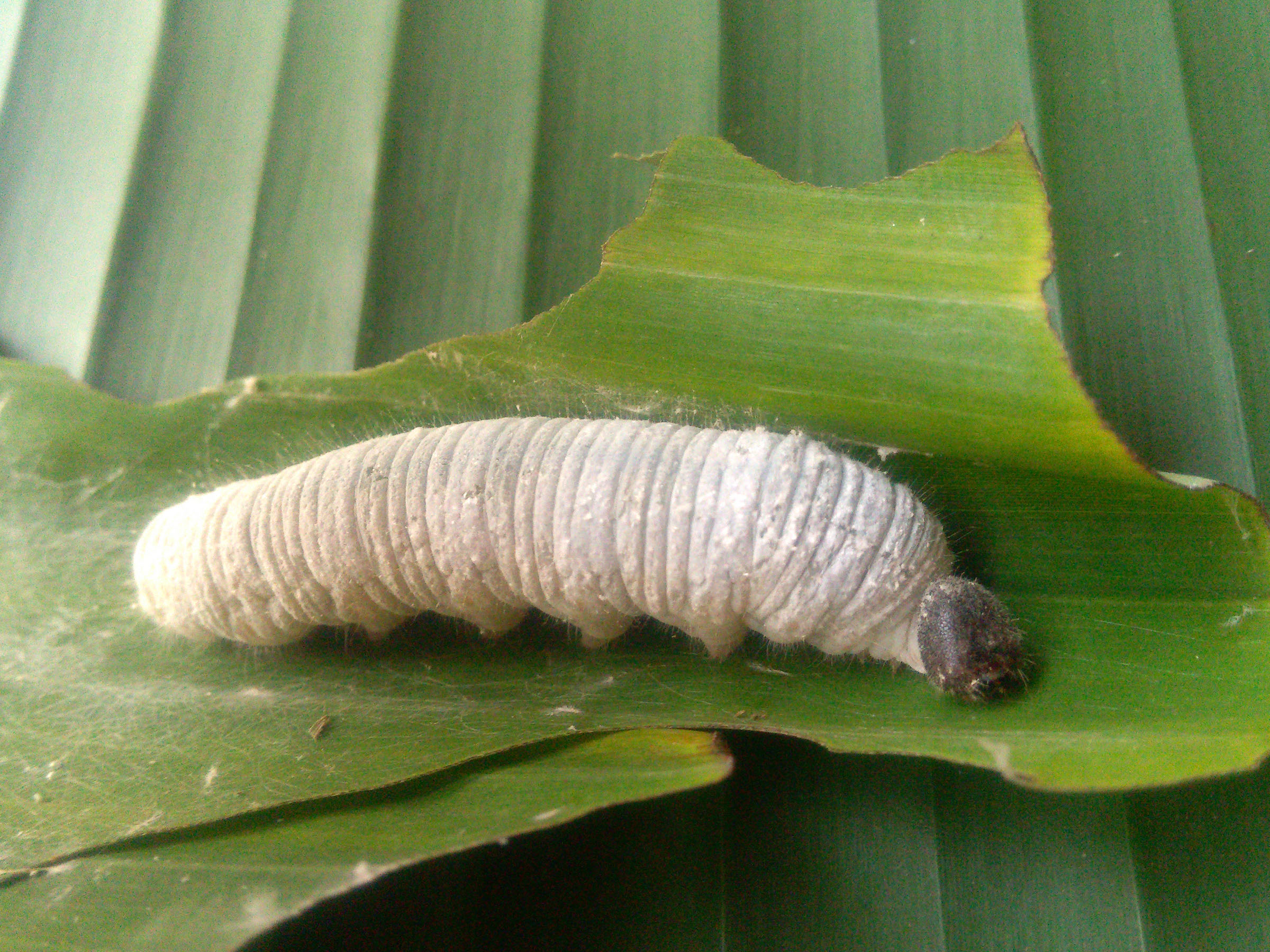 Banana Diseases and Pests, Description, Uses, Propagation