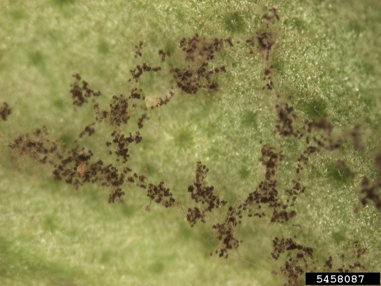 Basil Diseases and Pests, Description, Uses, Propagation