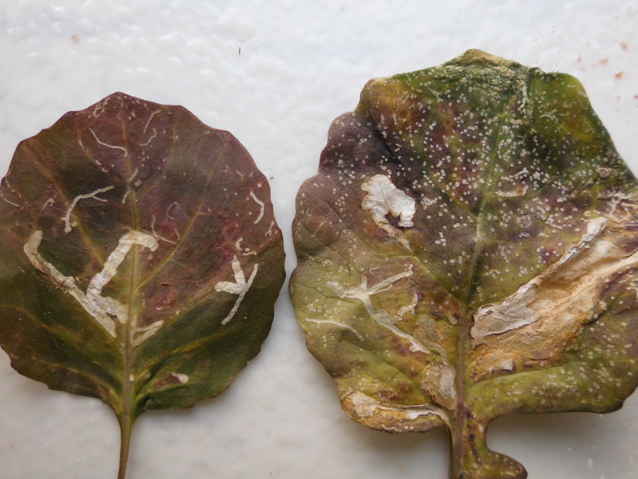 Cabbage (red, white, Savoy) Cabbage family disease