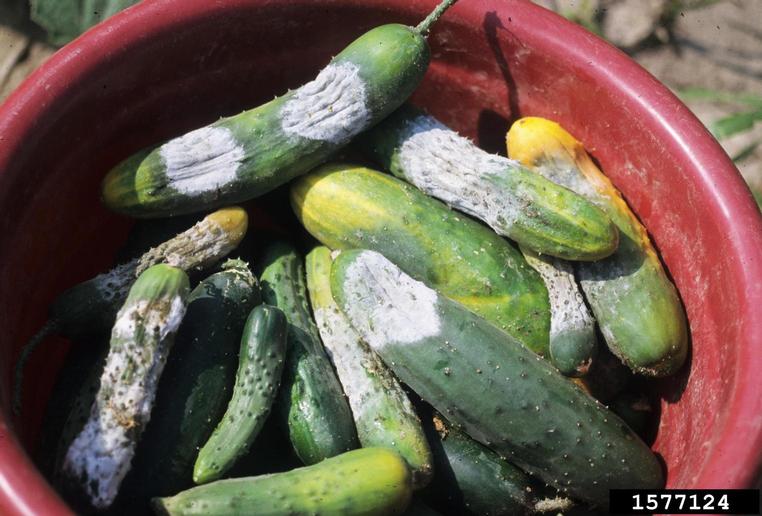 Cucumber Diseases and Pests, Description, Uses, Propagation