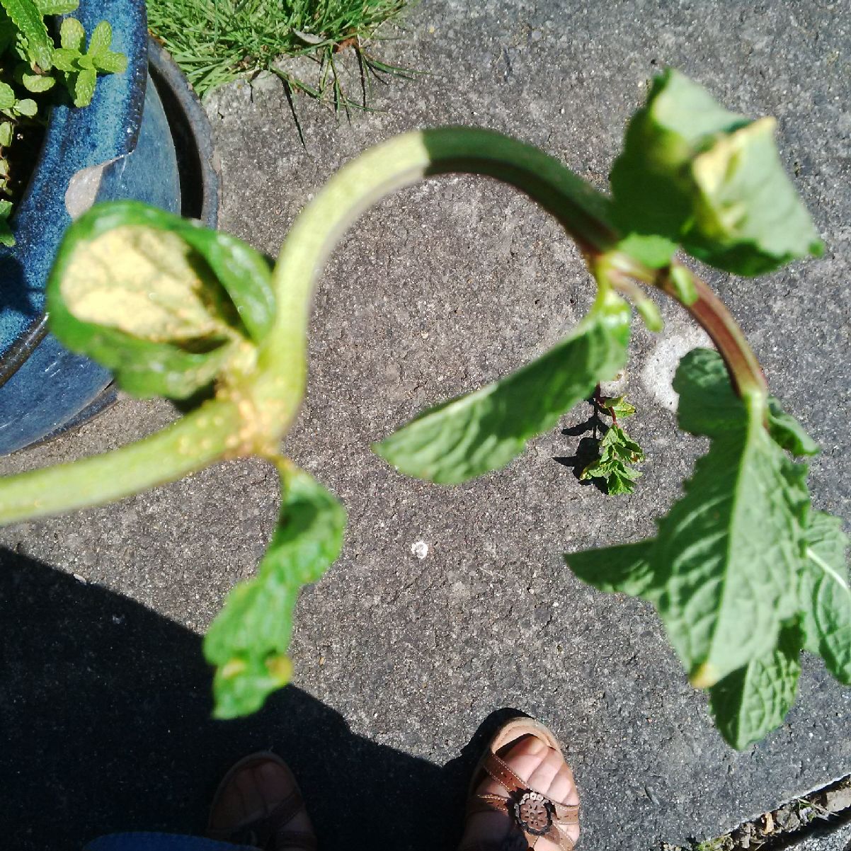 Mint Diagnosis of yellow eggs/disease on mint