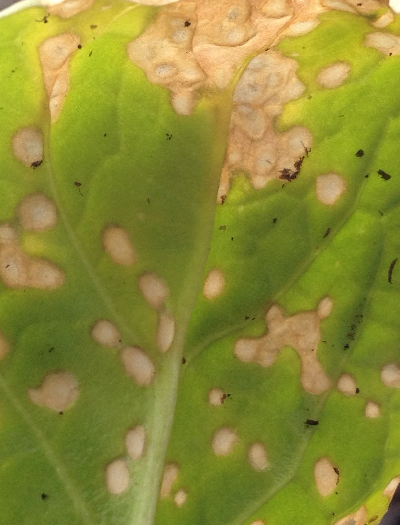 Spinach Spinach plants yellow with spots