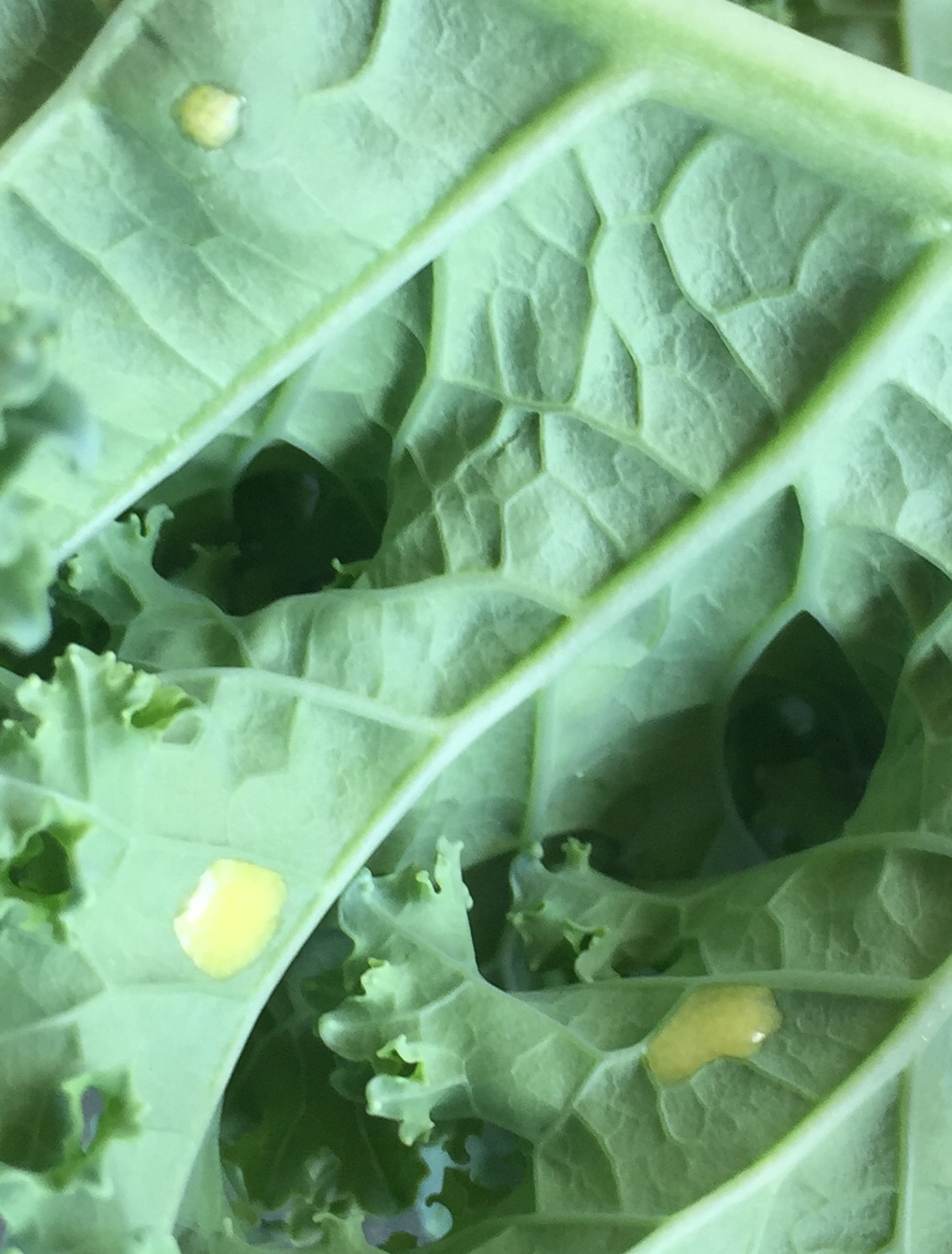 Kale Kale Yellow Spots