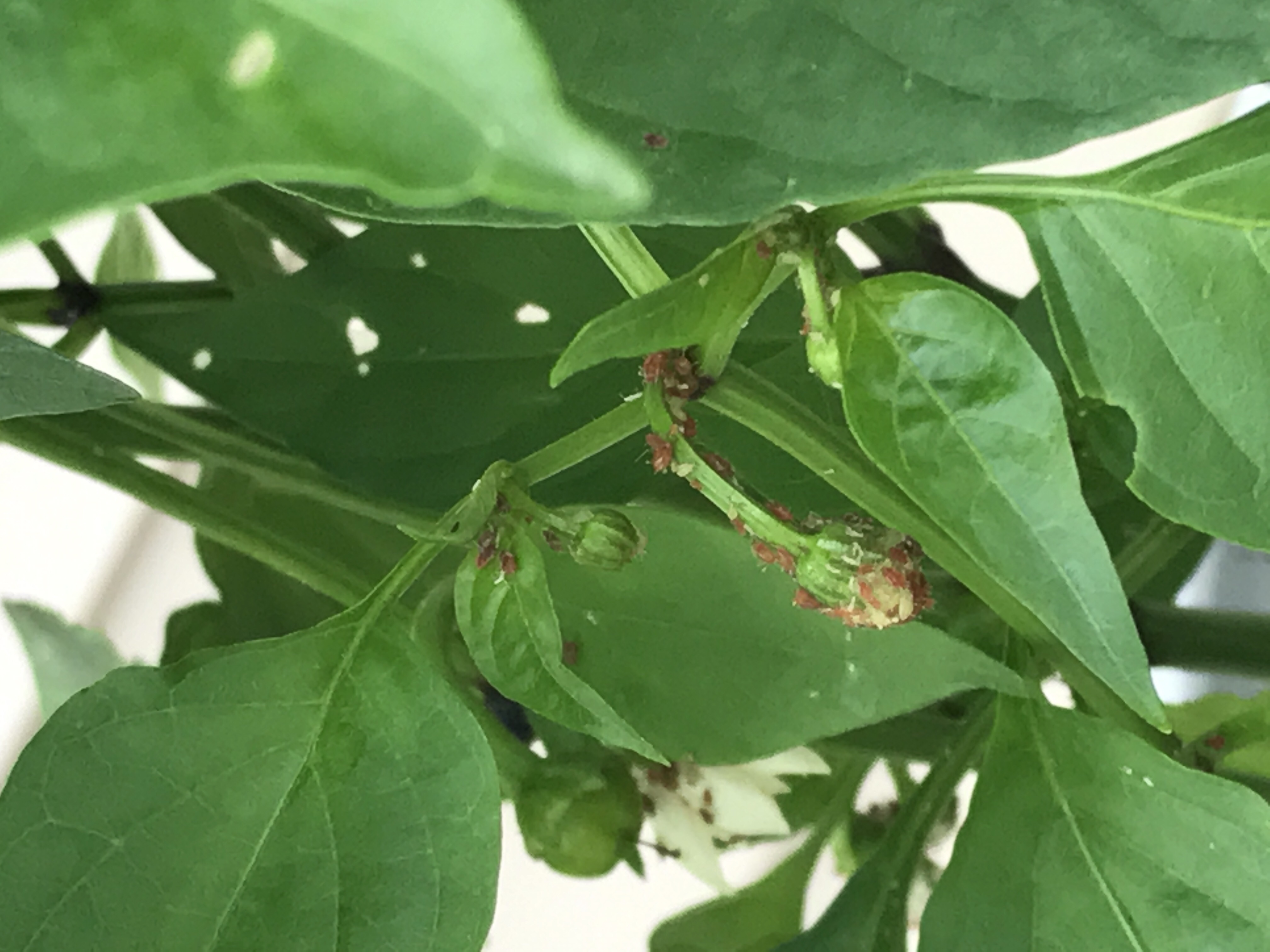 General Mystery Bugs Eating My Pepper Plants