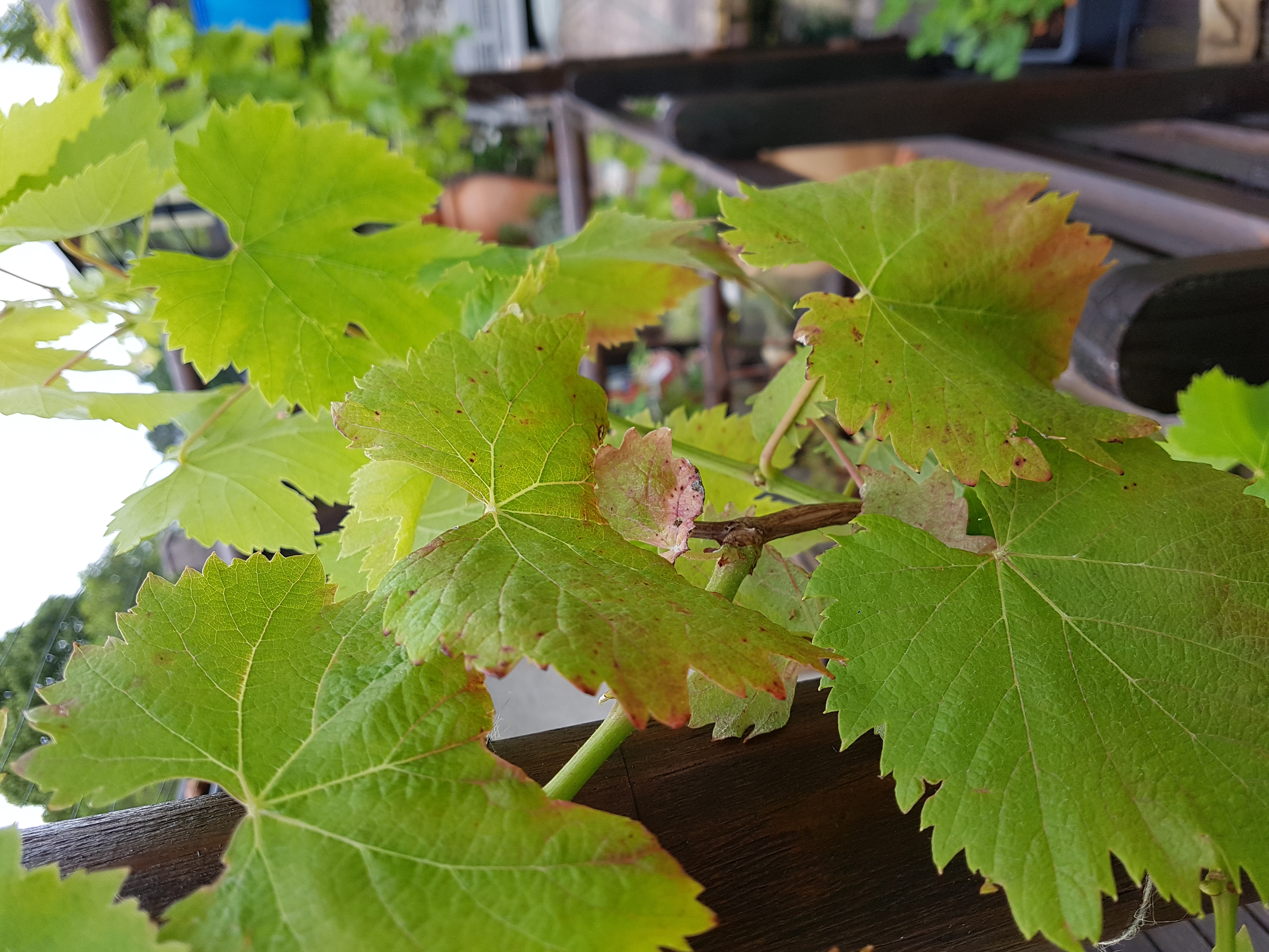 Grape | Dried and curling leaves