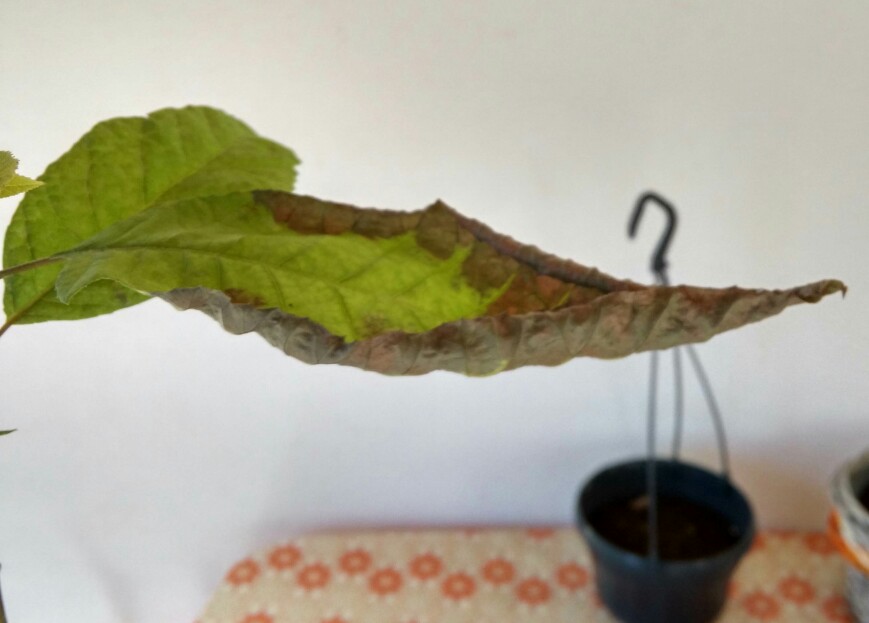 Pecan Pecan seedlings with drying leaves please help me!