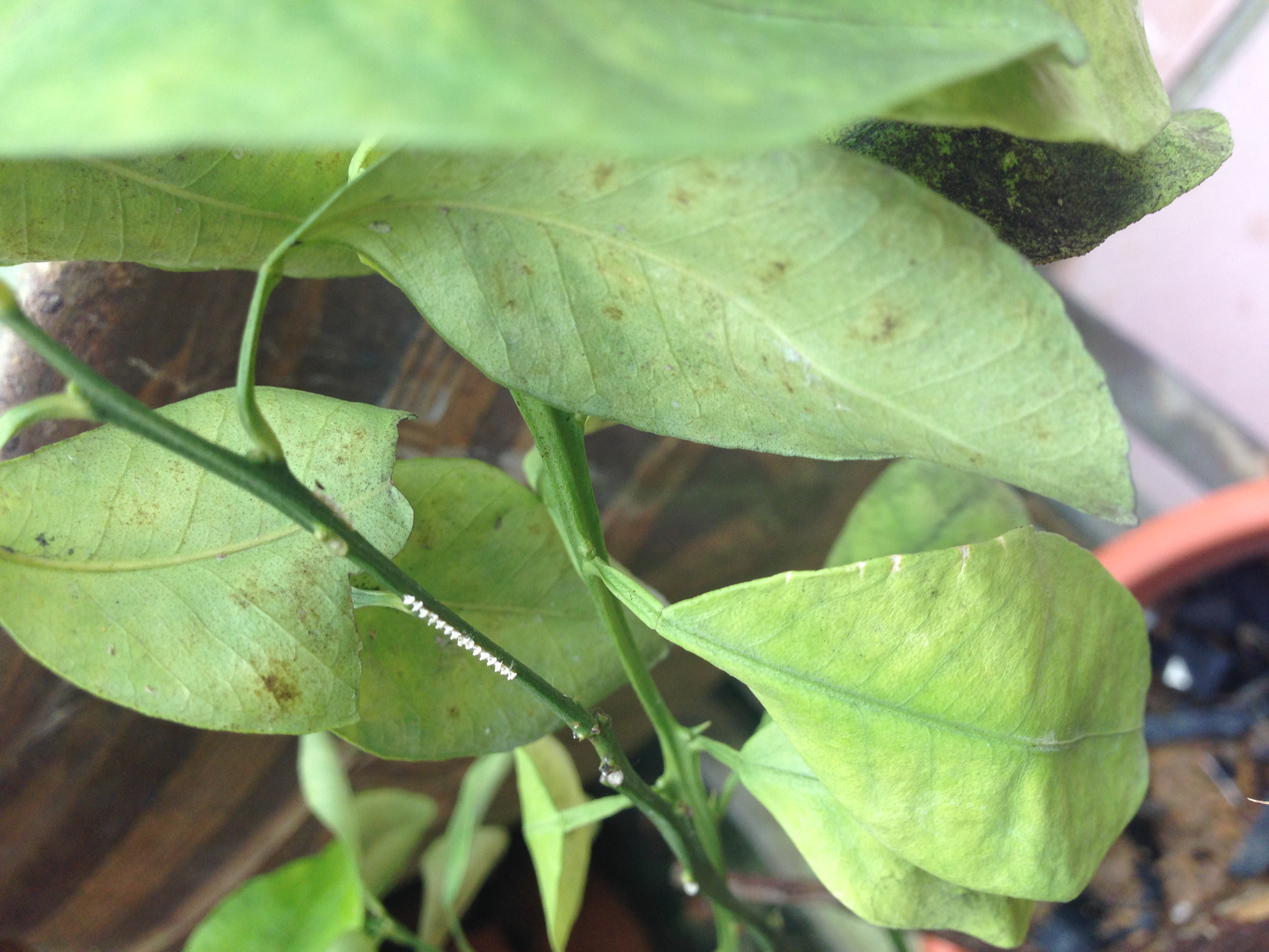 Lime, sour | Disease