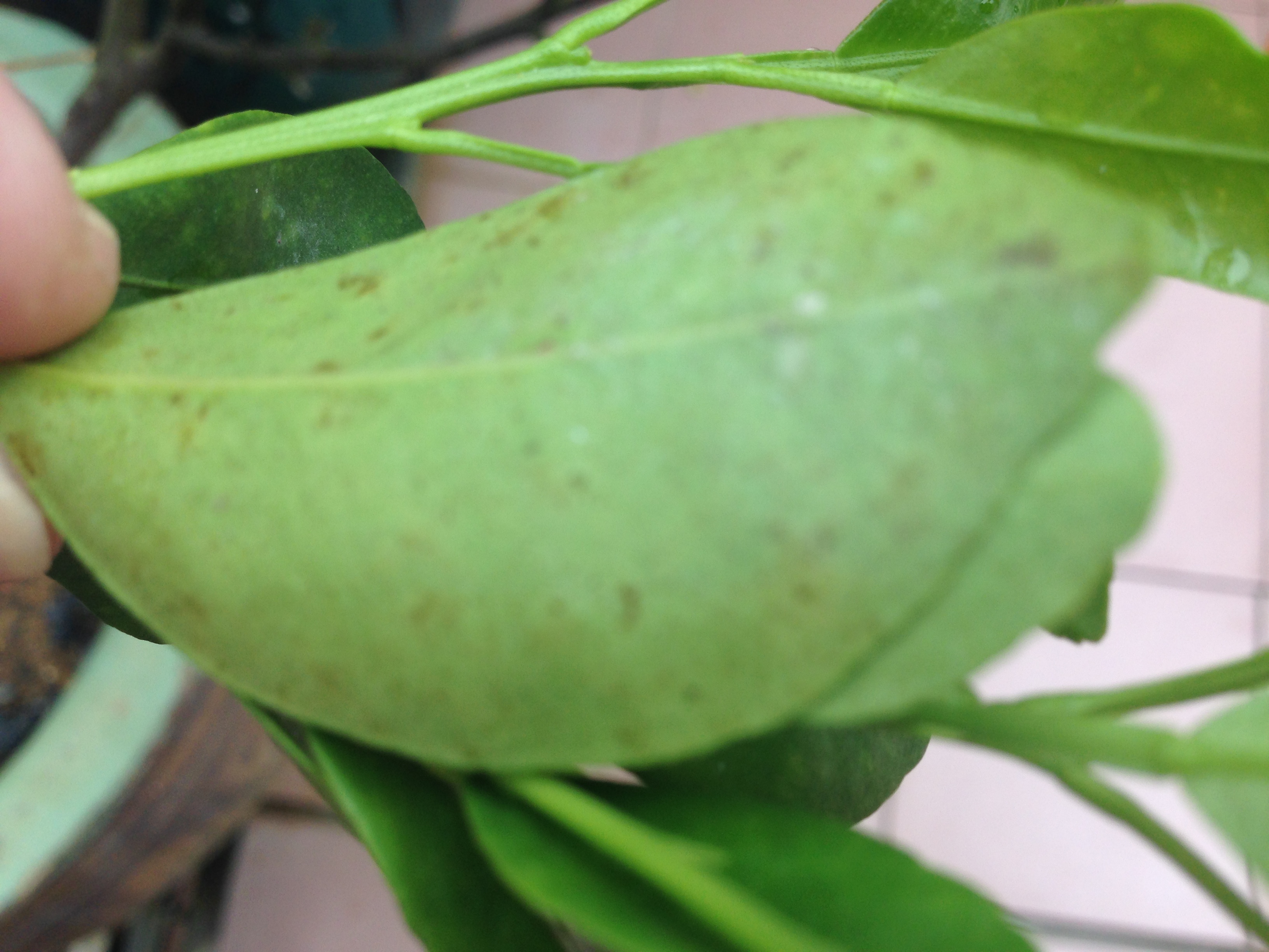 The Unexpected Health Threat Lurking In Your Soil Agricultural Lime - elen0x7