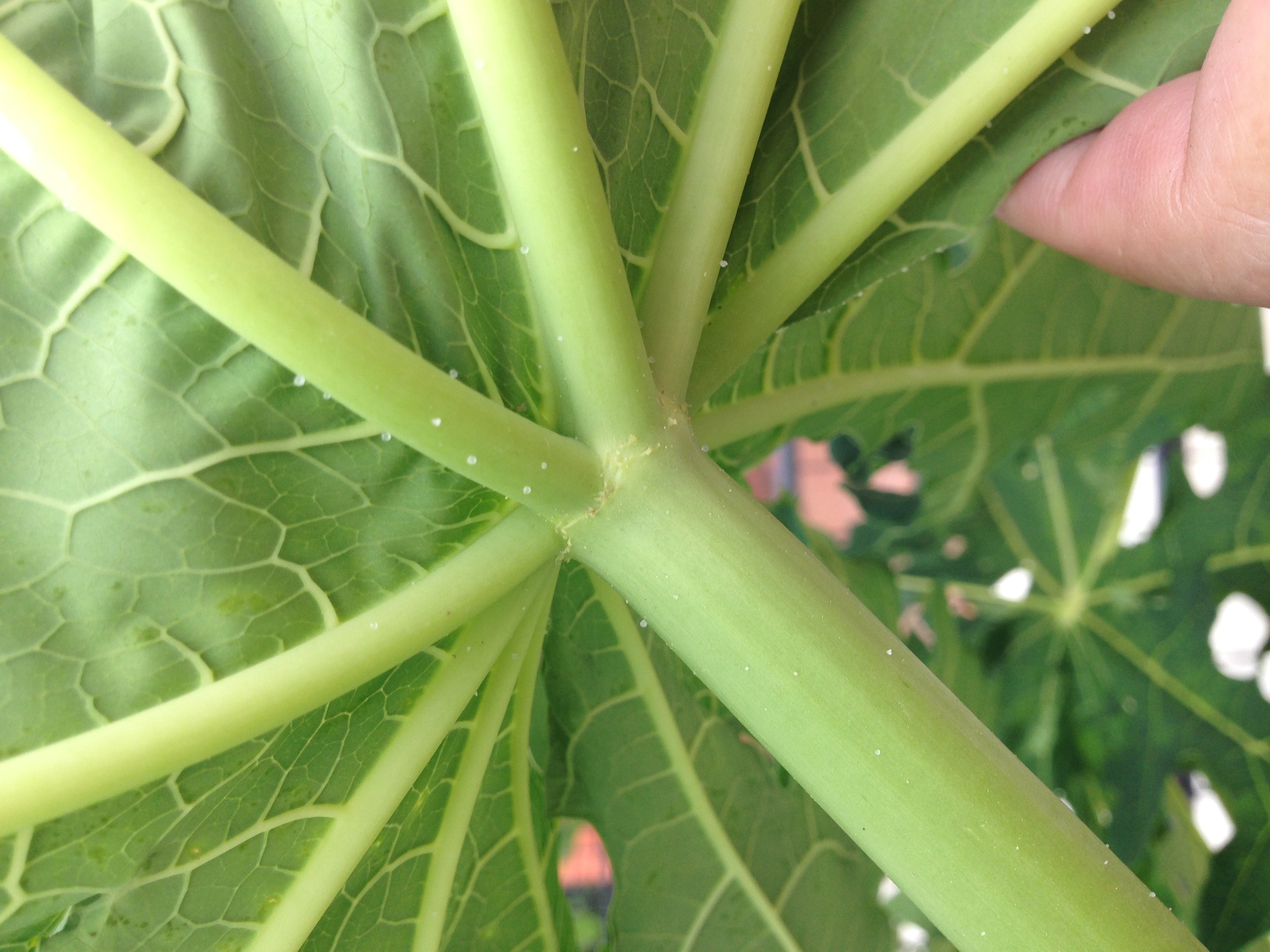 Papaya (pawpaw) Fruit falling