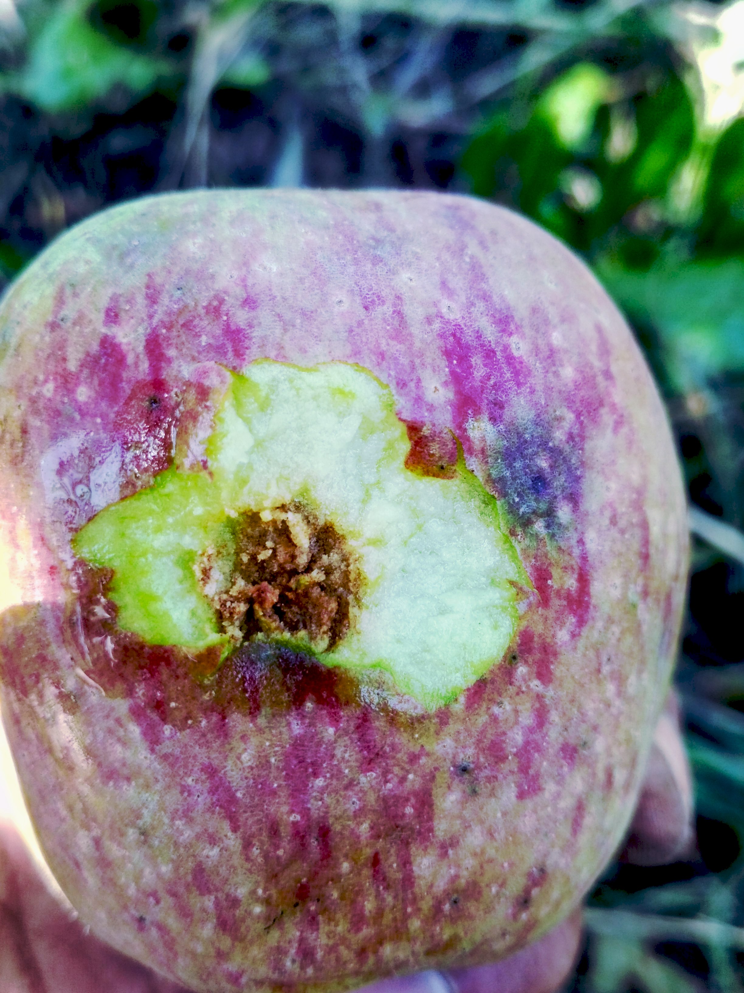 Apple Disease identification