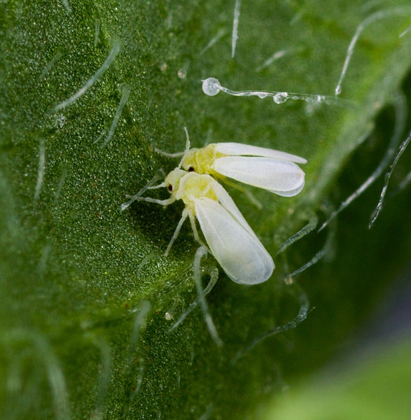Okra Tiny white insects on my okra plantation