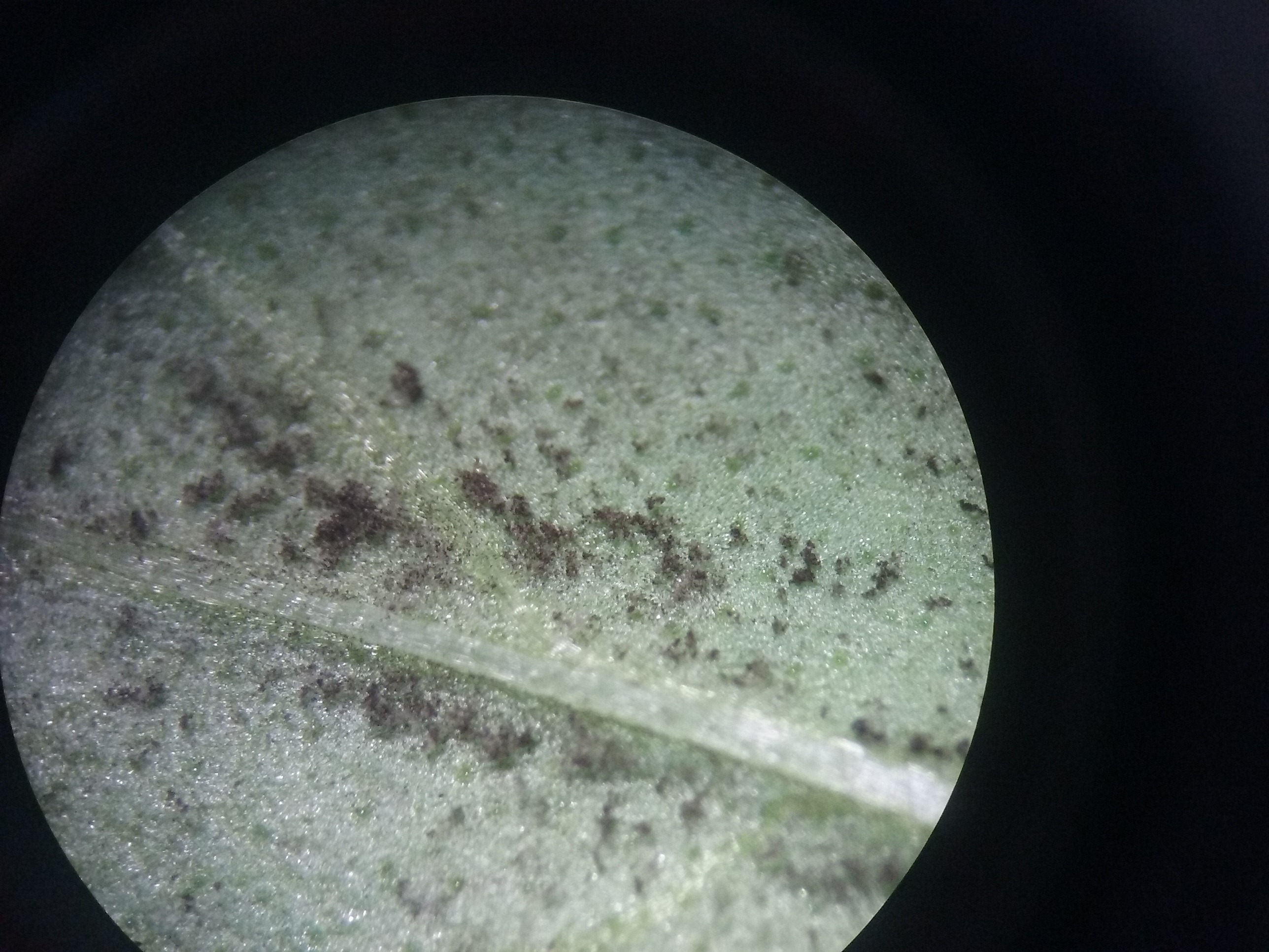 Basil | mildew on basil