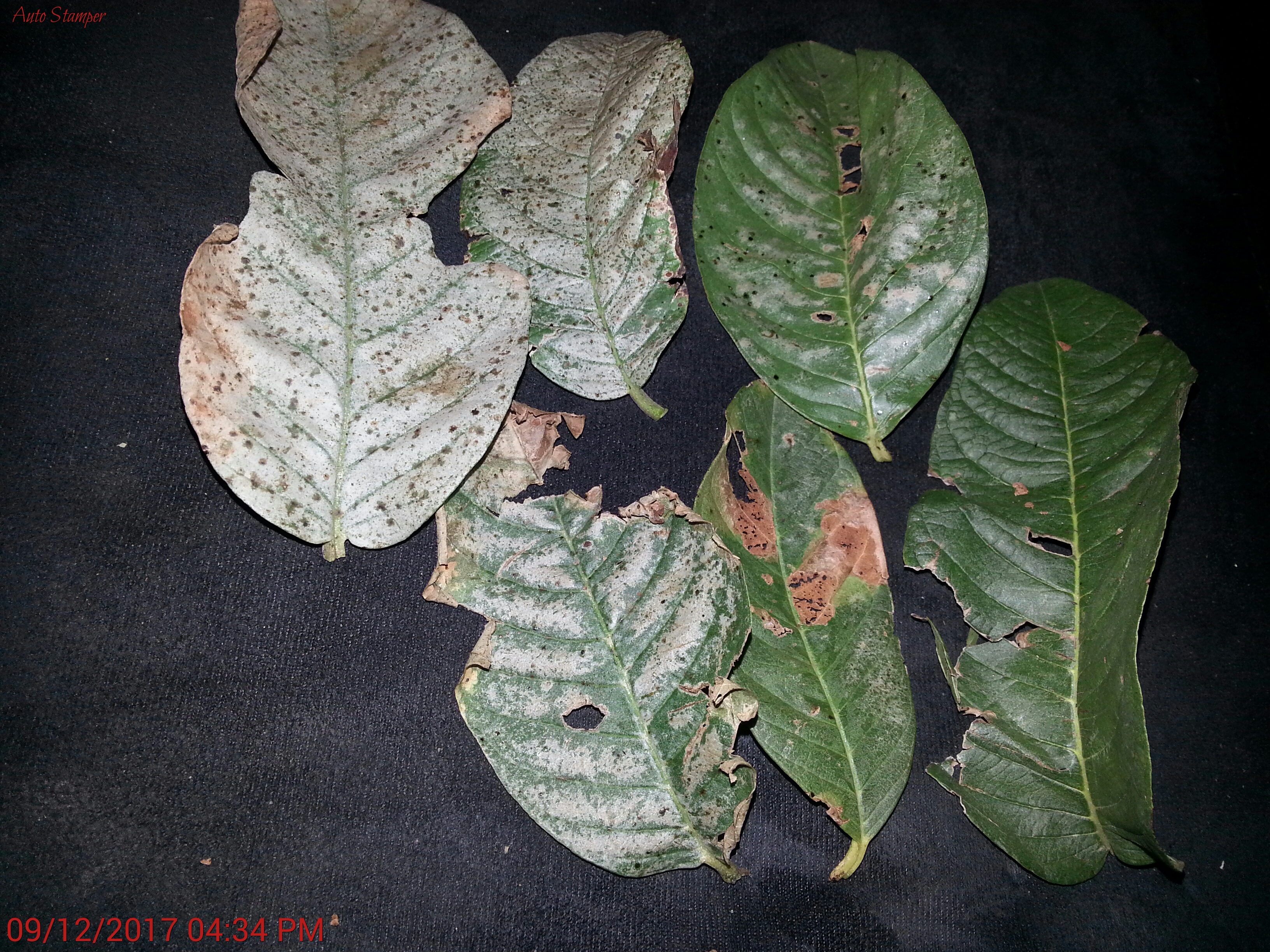 best fertilizer for house plants Best Houseplant Fertilizer main image 0