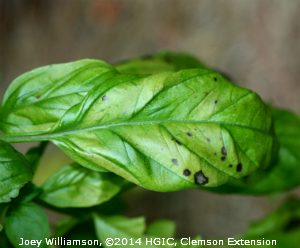 epipremnum plant Devil's Ivy