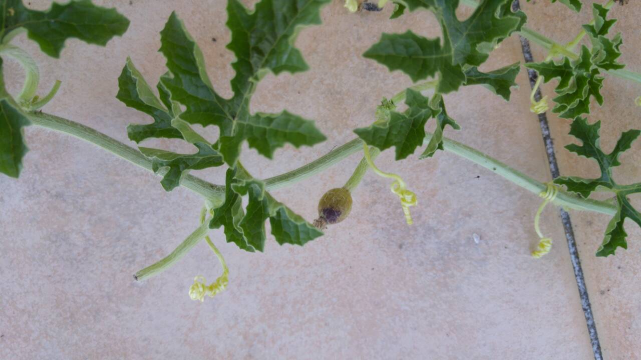 Watermelon | Watermelons not growing