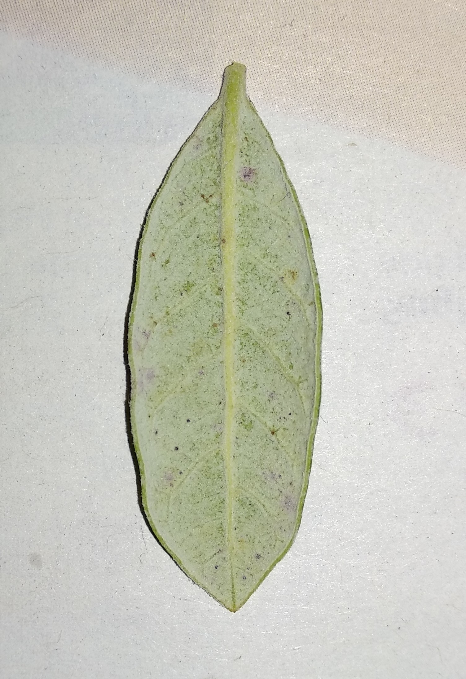 Guava What are these spots on my Pineapple Guava leaves?