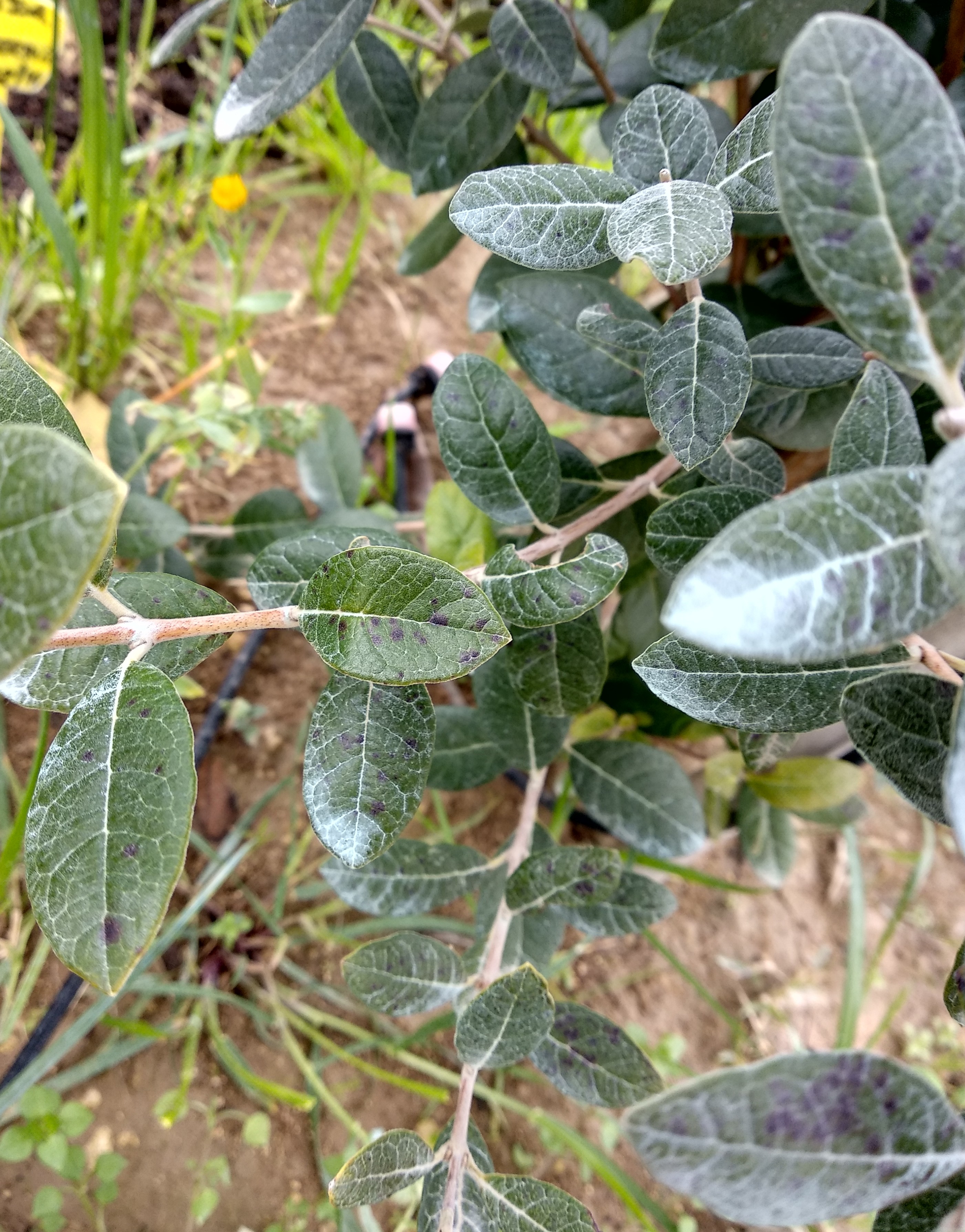 Guava What are these spots on my Pineapple Guava leaves?