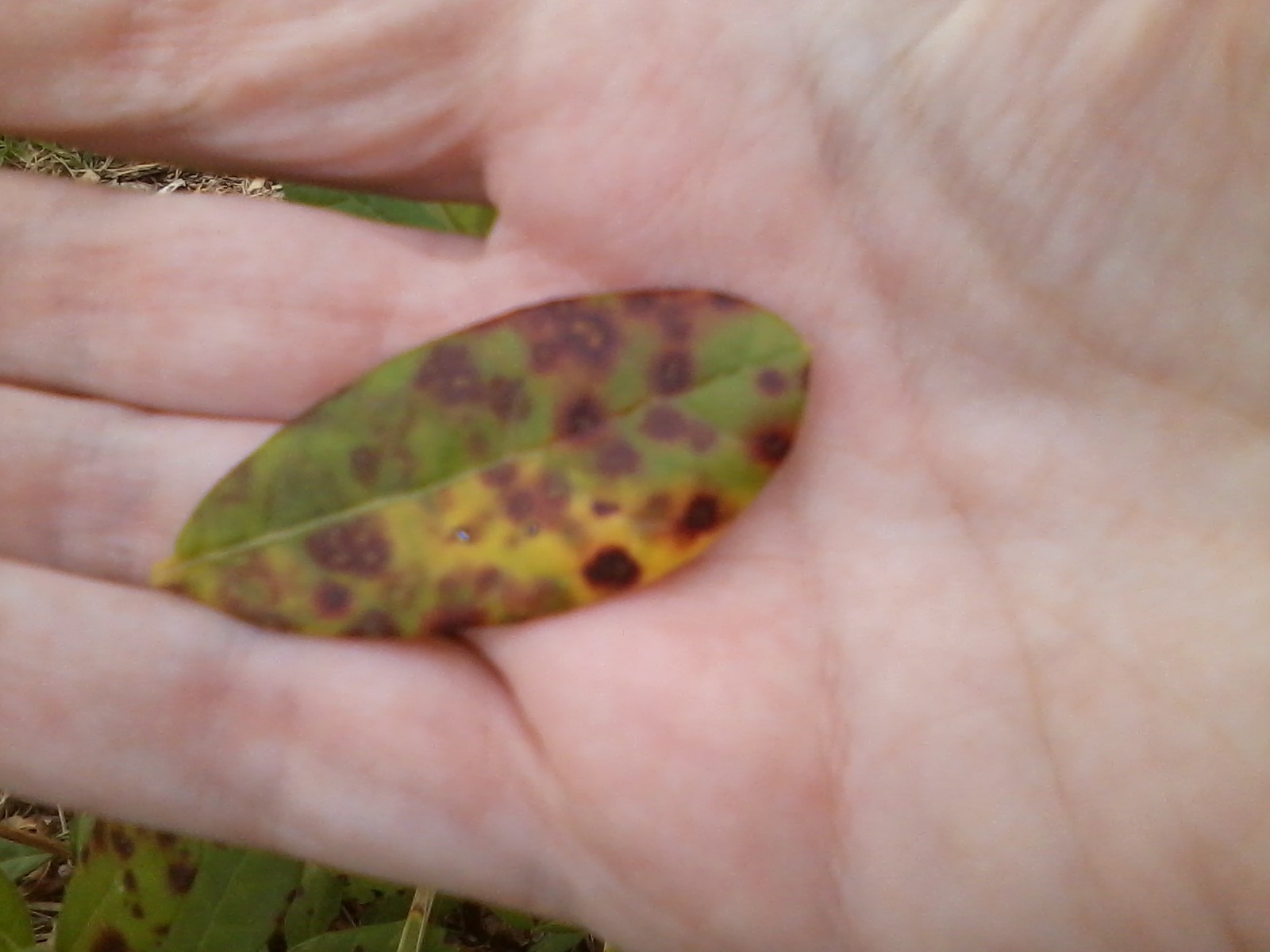 Guava What are these spots on my Pineapple Guava leaves?