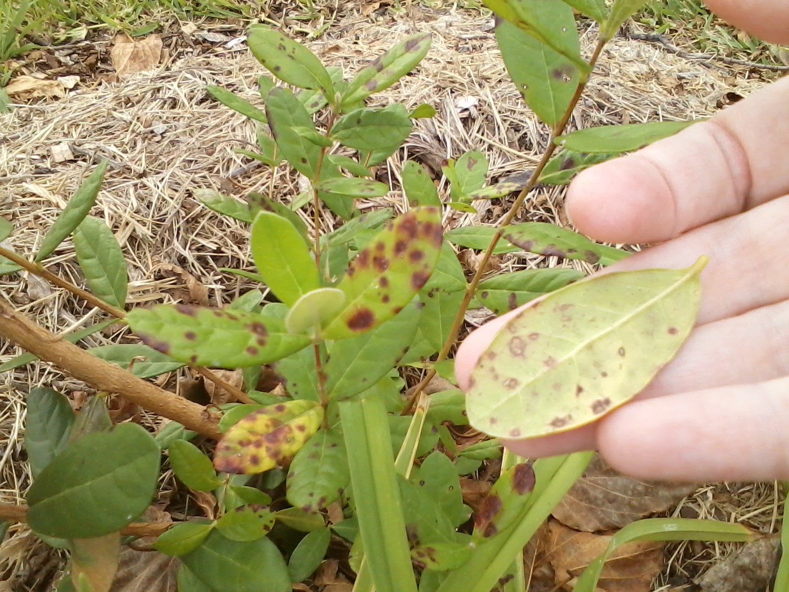 Guava What are these spots on my Pineapple Guava leaves?