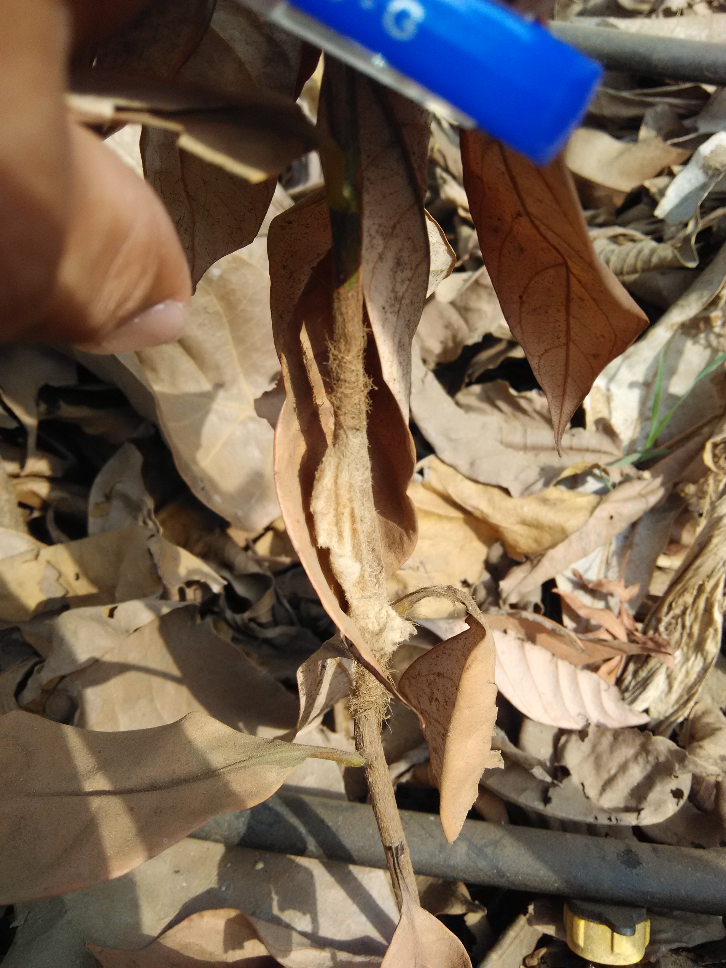 Nutmeg What disease is this on my nutmeg plants and what is the way