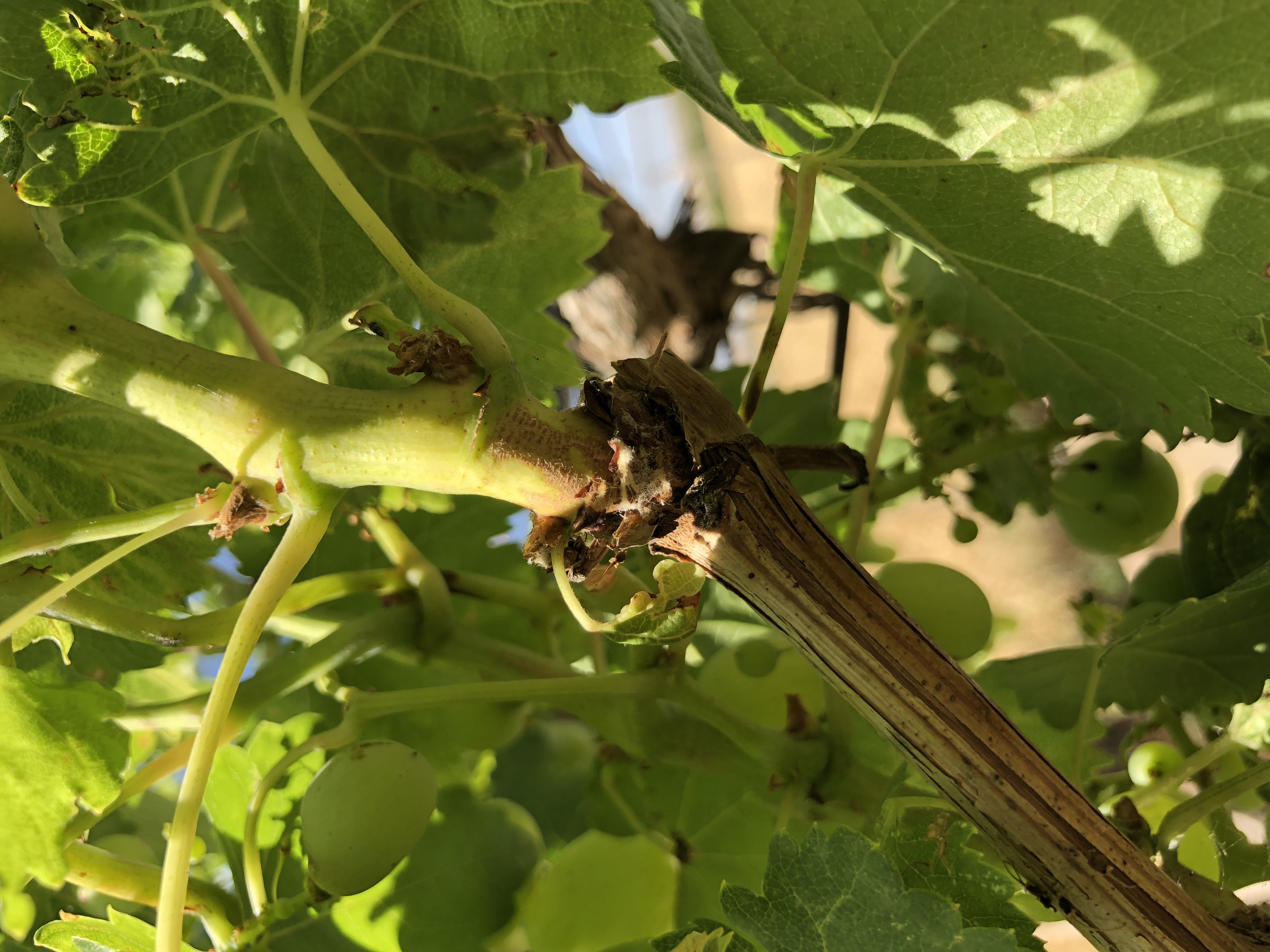 Grape | Grape disease diagnostic