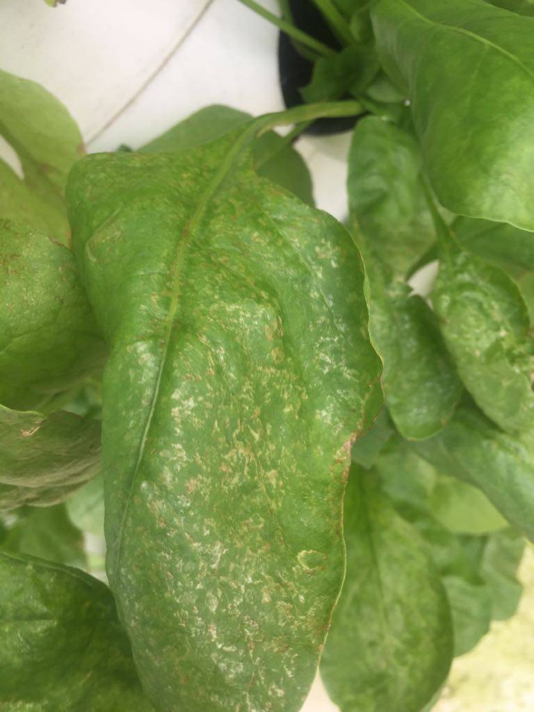 Spinach Brown spots on spinach leaf