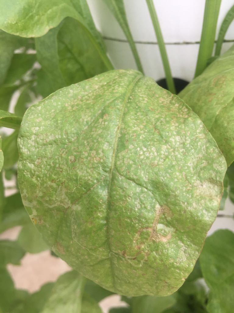 Spinach Brown spots on spinach leaf