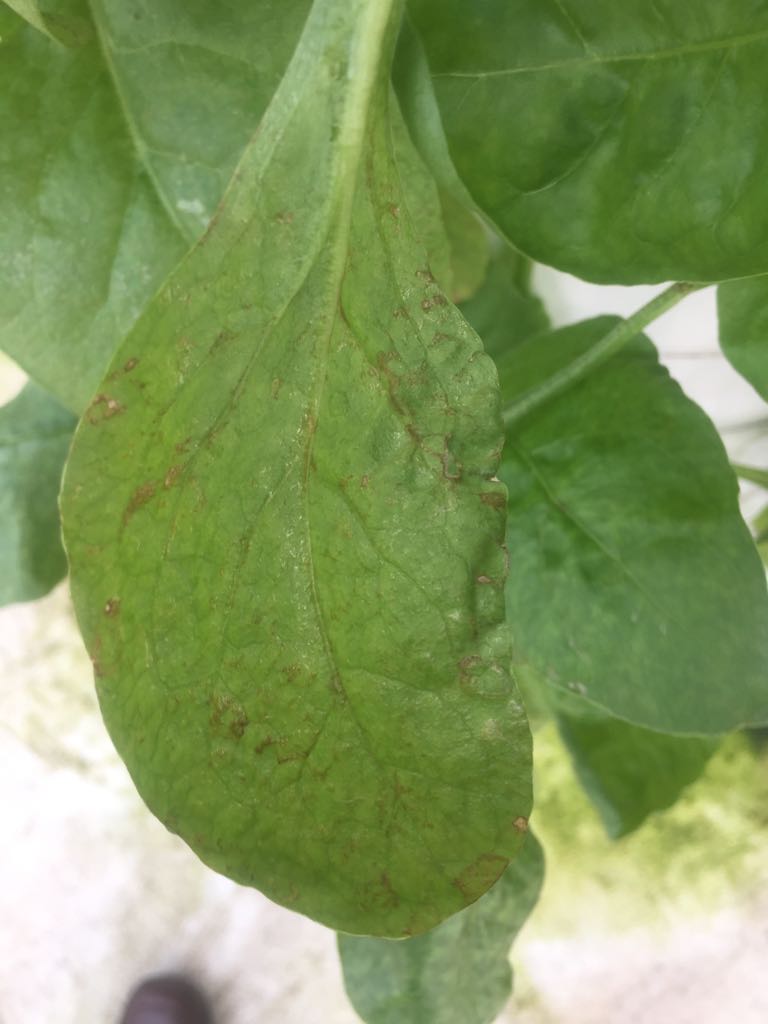 Spinach Brown spots on spinach leaf