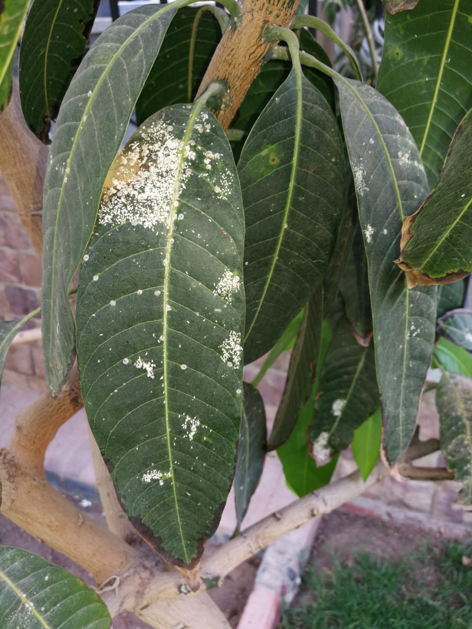 Mango Identify a pest