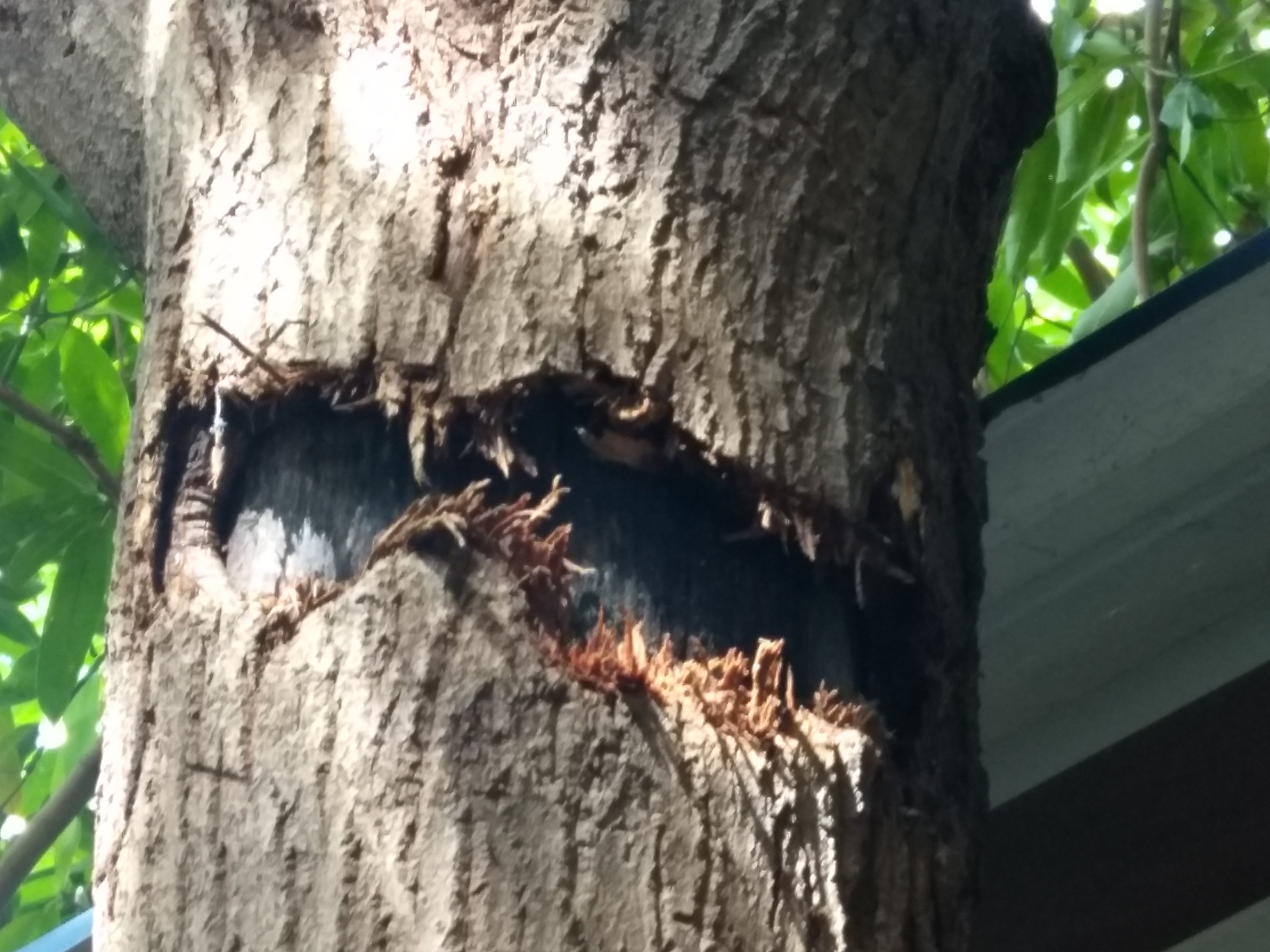 Mango Mango Tree Bark Came Out