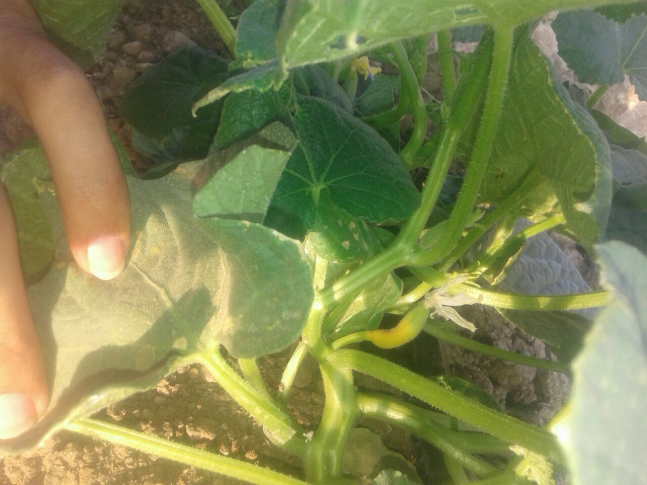 Cucumber Dying cucumber fruits