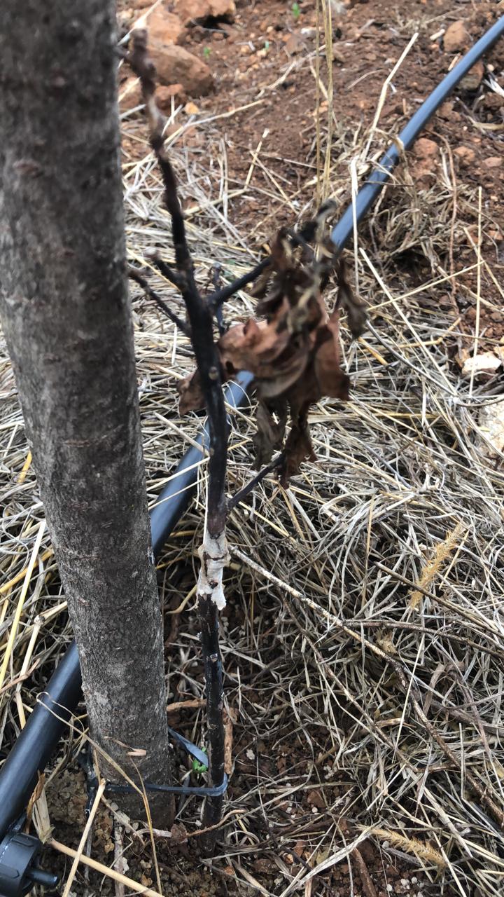 Avocado Avocado tree has turned black from stem to leaves