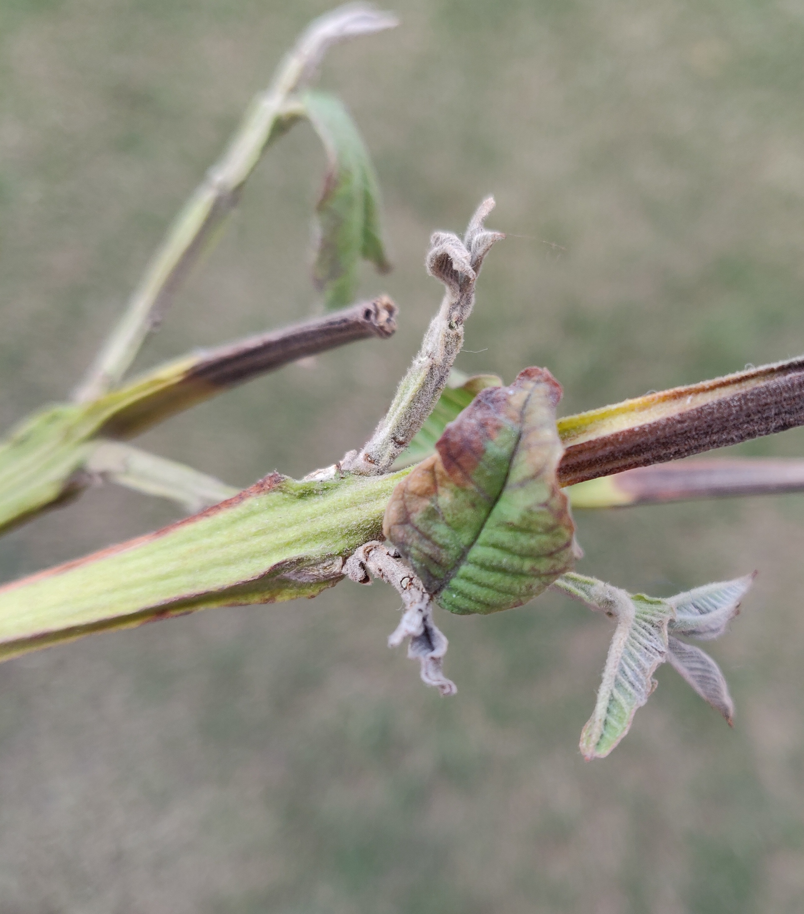 Guava Dying guava plant
