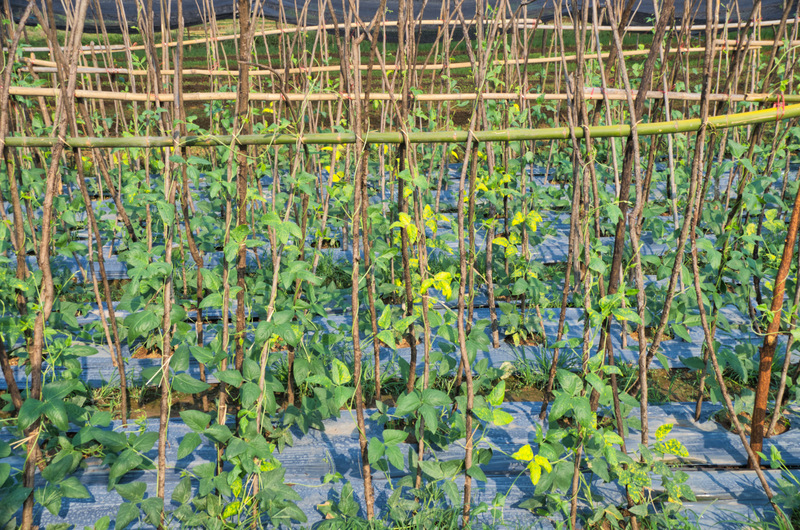 Bean Leaves turning yellow on Thailand long bean plants