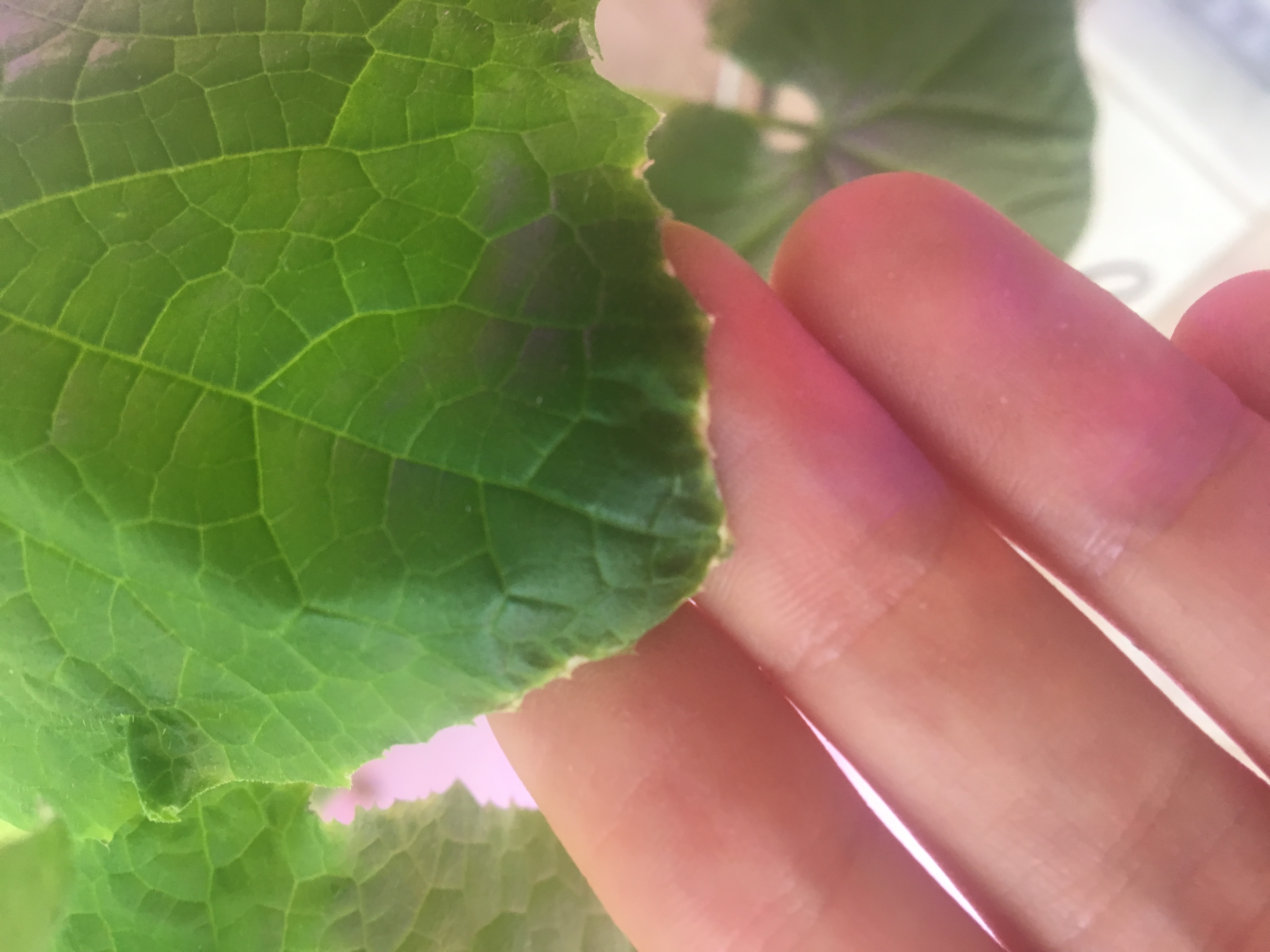 Cucumber Cucumber spots in aeroponic