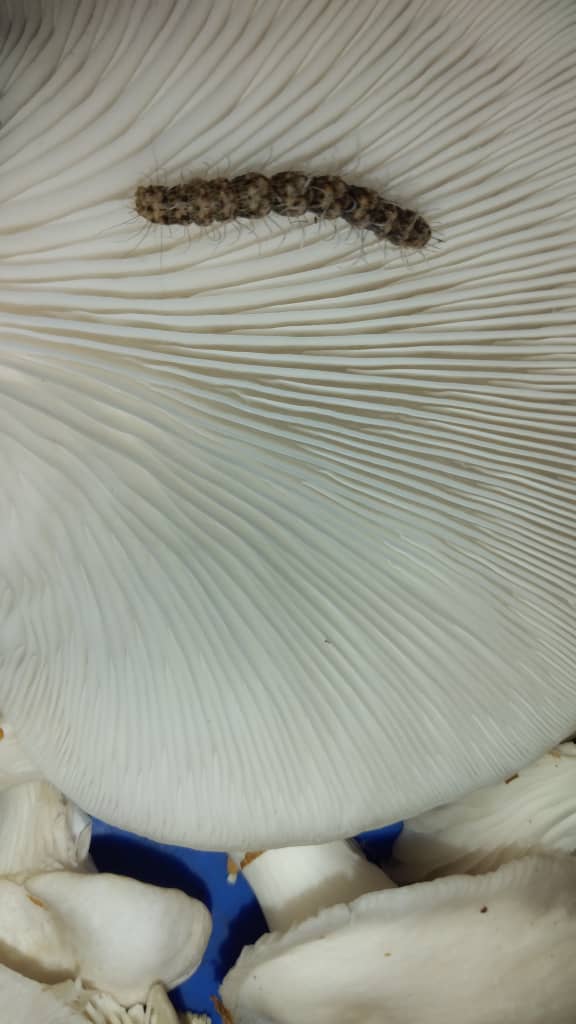 Mushrooms Pests for mushroom