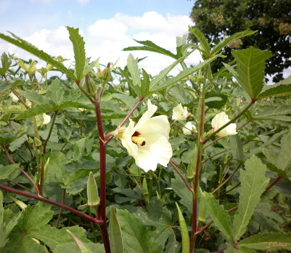 Okra How to cultivate Okra